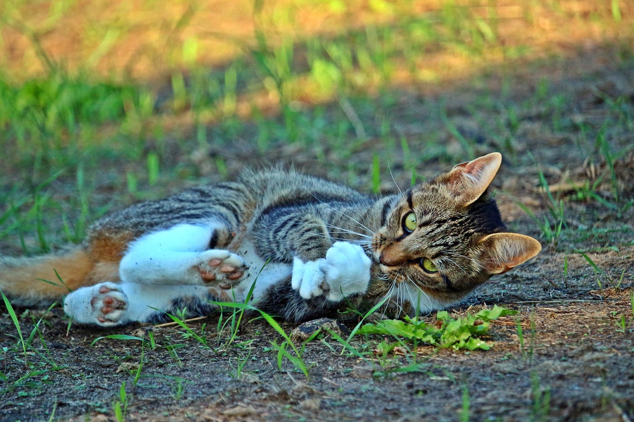 磁力猫最新版地址链接需警惕，网络犯罪风险不容忽视