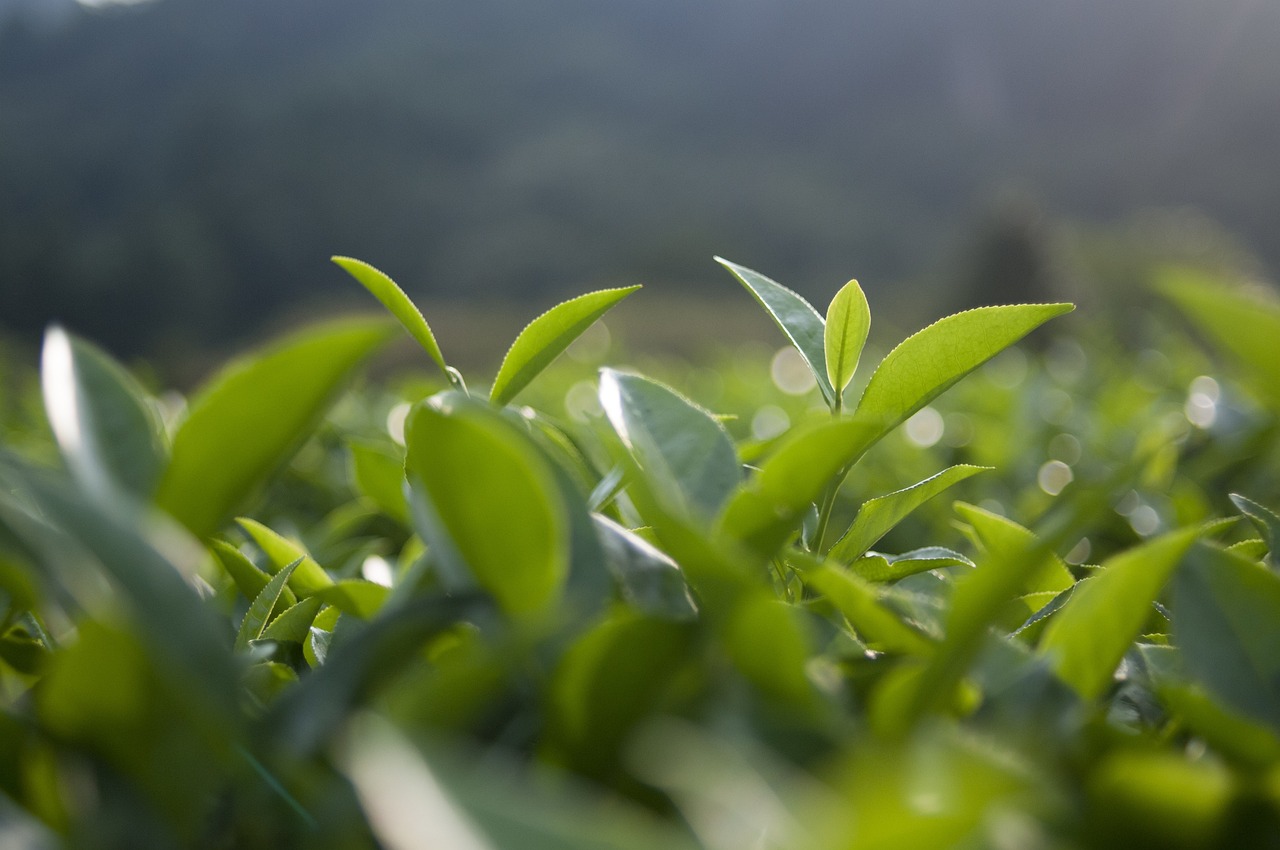 中国十大名茶最新排名榜及其背后的故事与传承